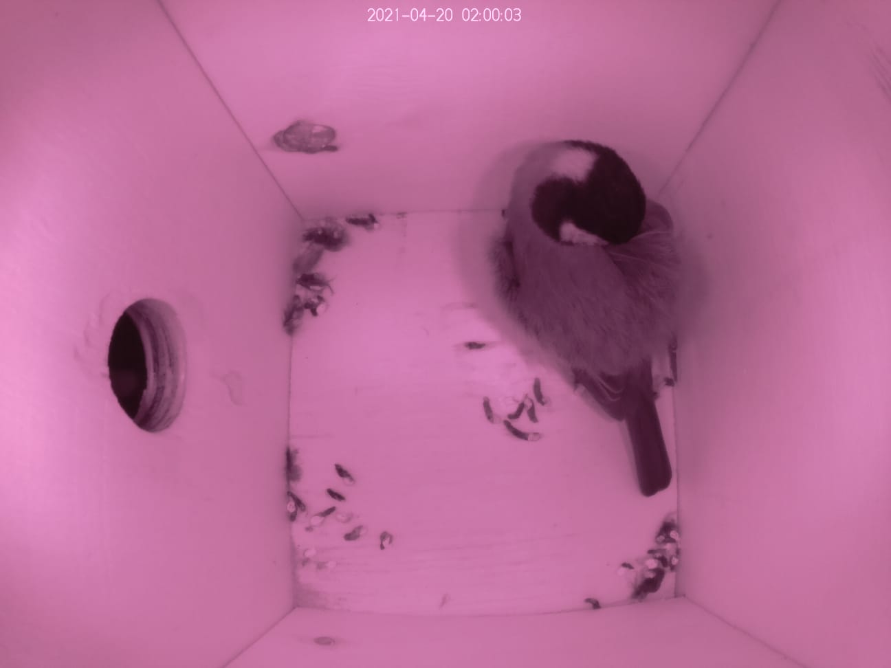 Nistkasten
  einrichten