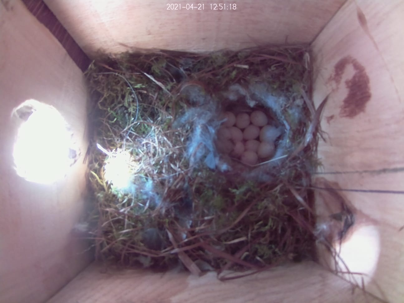 Gelege im Nistkasten