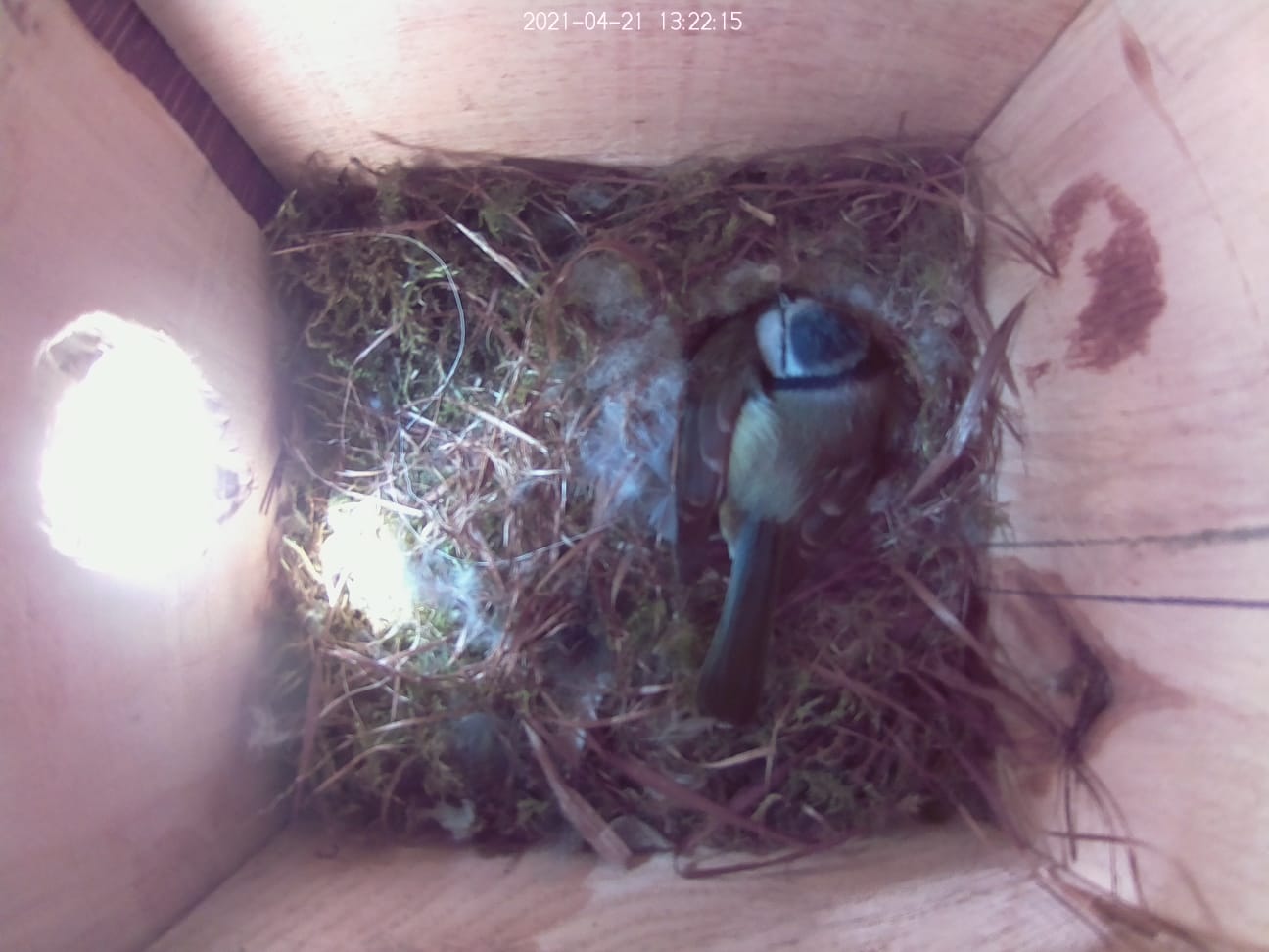Brüten im Nistkasten